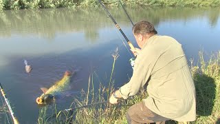 Pecanje na kanalu DTD u Vojvodini kod Vršca  Dubinsko pecanje  Fider pecanje  Fishing carp [upl. by Knut]