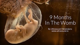 40 Weeks In The Womb by Ultrasound Dimensions [upl. by Htrowslle]