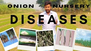 Onion nursery diseases and Its control [upl. by Ardnuahsal764]