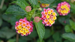 Características de la Lantana  Jardinatis [upl. by Marrin]