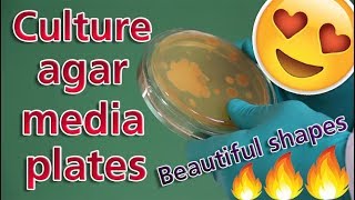 أشكال المستعمرات البكتيرية علي ميديا الأجار المختلفة  Bacterial culture on agar media 😍🦠🧫 [upl. by Berty]