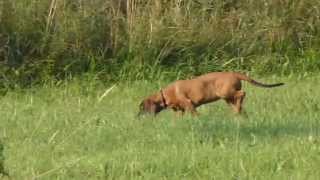 Hannoverscher Schweißhund erkundet sein Grundstück [upl. by Analart785]