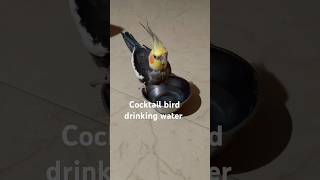 Cocktail bird song quotbirdquot water dtinking [upl. by Handbook161]