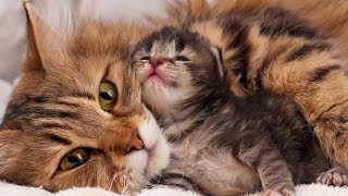 Mom Cat Loves Her Baby Kittens Very Much [upl. by Patricia]