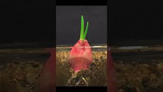 Red Onion Growing Timelapse  trailer  Watching full video amp More visit our chanel [upl. by Born]