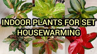 NEW AGLAONEMA VARIETIES PLANTS FOR SALEAGLAONEMA VAREITIESAGLONIMA PLANTS NAME PRICE [upl. by Mailliw793]