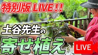 《生配信！》11月15日 土谷先生の寄せ植えをLIVEにてご紹介！八王子本店からお届けします！ [upl. by Dempstor]