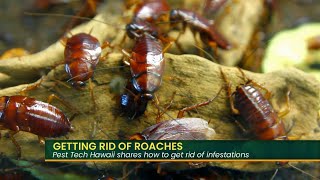 Getting Rid of Roaches [upl. by Hermine761]