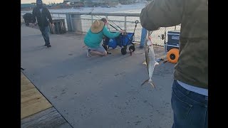 SPANISH BLITZ AT OKALOOSA ISLAND PIER [upl. by Melicent]