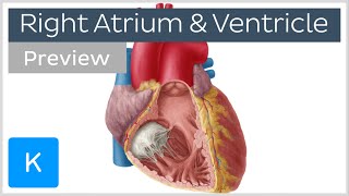 Right atrium and ventricle overview preview  Human Anatomy  Kenhub [upl. by Arataj]