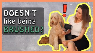 How to TEACH A GOLDENDOODLE to LIKE BEING BRUSHED  Doodle Dog Brushing Tips [upl. by Schou]