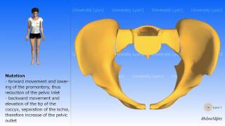 Arthrology of the pelvis Nutation and counternutation Childbirth [upl. by Monie]