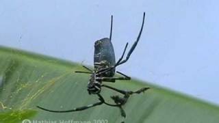 Seidenspinne Nephila auf Bali silk orbweaver on Bali [upl. by Leuqram640]