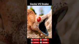 Gecko vs Snake animals wildanimals shortsviral [upl. by Leinahtam724]