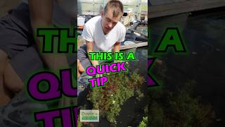 Quick Tip Rotala Rotundifolia  PART 1 [upl. by Marelda]