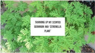 Trimming up my Citronella plant to encourage new growth and to keep them healthy [upl. by Guria]