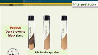 Bile Esculin Test BET [upl. by Errick132]