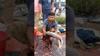 amazing big Rui fish cutting expertfishcutting fishcuttingskill fish [upl. by Norbie471]