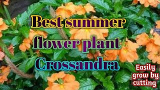 How to grow Crossandra flower plant by cutting  Evergreen flower plant for summer garden [upl. by Asilrac]