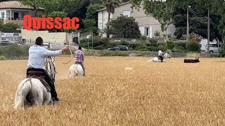 Festival d’Abrivado ➡️ Quissac 🇫🇷 dans les près 220624 manades La Lauze  Leron  Devaux toro [upl. by Banks]