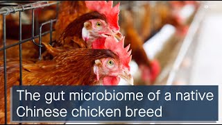 Jianghan chicken gut microbiome composition functions antibiotic resistance and probiotics [upl. by Joris]