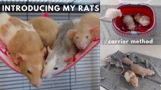 Introducing Young Rats to Adult Rats [upl. by Kissel]