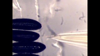 Microinjection of Mosquito eggs [upl. by Pomcroy887]