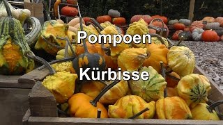 Kürbisse Pompoen Zeeland Geersdijk  Pompoenwinkelnl dé winkel voor pompoenen amp kalebassen [upl. by Kermy]