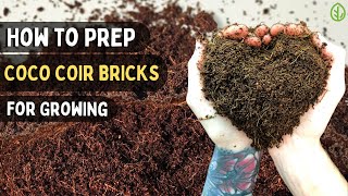 Preparing Coco Coir Bricks for Microgreens amp Gardening Quick Guide [upl. by Marchal]