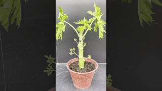 Growing Papaya Plant From Cutting Papaya youtubeshorts Shorts Short Mitasgardeningtrick [upl. by Cayla]