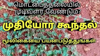 முதியோர் கூந்தல் I Merremia Tridentata l Muthiyor koondhal [upl. by Arbmik]