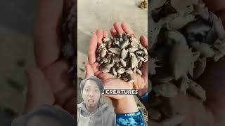 Amazing Sand fleas fishing Have you eat this one like sushi taste seafood fishing [upl. by Emmaline]