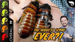 Giant Hissing Cockroach The Best Pet Invertebrate [upl. by Manon]