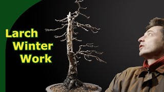 Developing Larch Bonsai what to do in Winter [upl. by Ayerhs666]