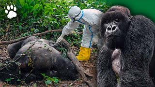 Ébola  Les gorilles dans la tempête  Virus  Documentaire animalier  AMP [upl. by Chico]