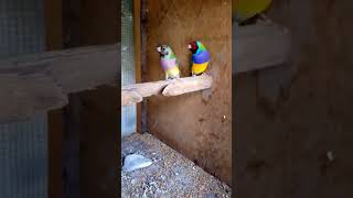 Cute Baby Finches amp Their Adorable Parents [upl. by Amaj]