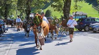 Almabtrieb am Achensee 2024 [upl. by Alexandros]