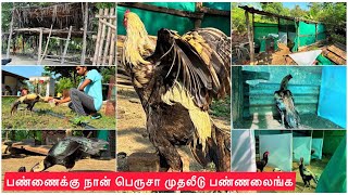 எனது பெருவிடை பண்ணைக்கு நான் பெருசா முதலிலேயே பண்ணலைங்க  peruvidai kozhi pannai  vivasaya nanban [upl. by Dnalyk]