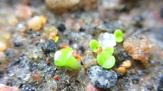 Lithop Seeds Change Of Plans With Great Results [upl. by Gievlos]