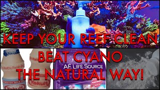 Beat Cyano Bacteria Algae and Make Your Water Crystal Clear the Natural Way [upl. by Nnaes738]