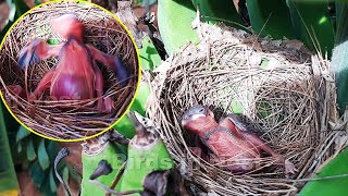 Sibling bird Crys watching attack on its Bro  MOM SAT on baby and SHASHED Her around  birds Nest [upl. by Gustav]