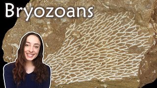 Bryozoa Ectoprocta Invertebrate Paleontology  GEO GIRL [upl. by Dralliw284]