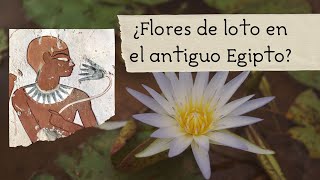 ¿Flores de loto en el antiguo Egipto Descubre la botánica verdad [upl. by Zita269]