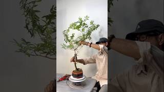 Create a small bonsai tree in just 5 minutes for beginners [upl. by Nosille]