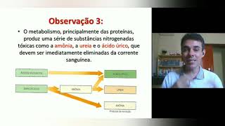 Sistema Excretor 1° parte [upl. by Drofnelg935]