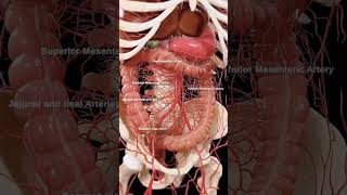 Unlocking the Secrets of Abdominal Arteries A Vital Guide to Your Bodys Lifeline adnexalmass [upl. by Nae]