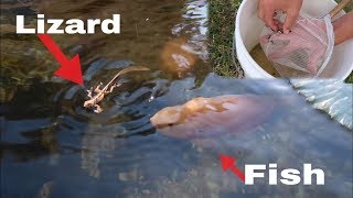 LIVE MINNOW POND RESTOCKING LIVE LIZARD FEEDING [upl. by Hermosa649]