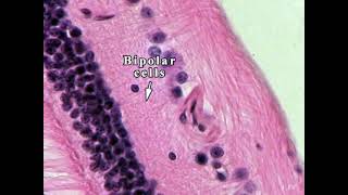 Eye  Histology Retina [upl. by Tann]