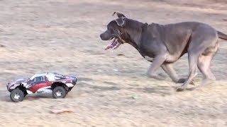 1 RC Car vs 9 Dogs [upl. by Alletsyrc]