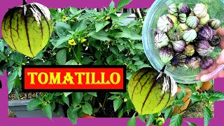 Tomatillo anbauen 🌱🌺 Tomatillos pflanzen umtopfen pflegen ernten 🏵 Mexican Husk und Purple Coban [upl. by Crespo359]